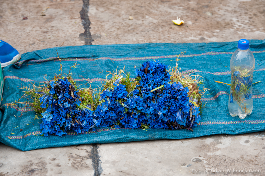 Picture: A few Blue Poppies for sale in a market in Judian.