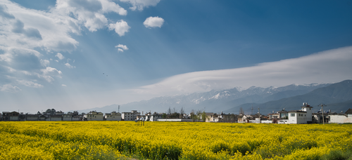 Picture: Rapeseed flowers in the Dali region in late February and early March.