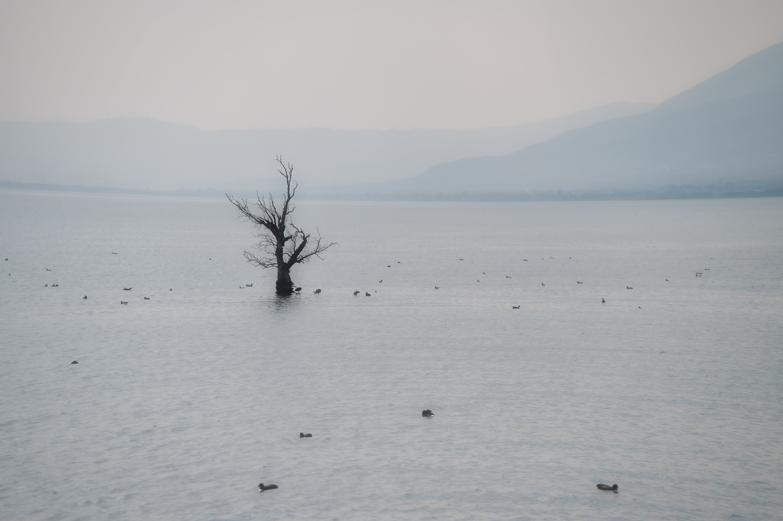 Picture: A solitary tree growing in the waters of Erhai.
