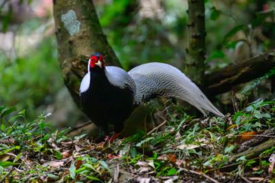 Xiushan's Silver Pheasants