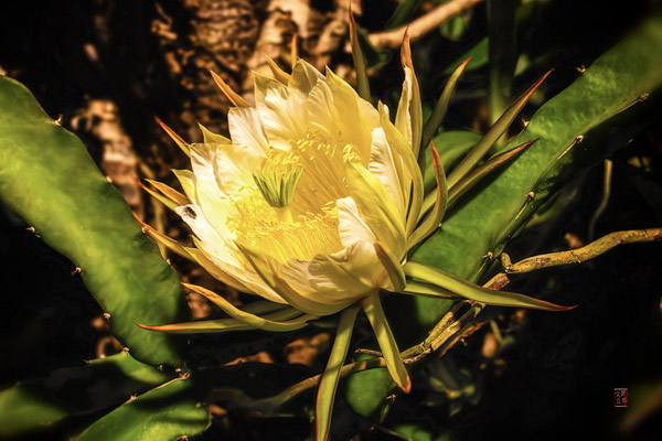 量天尺花 Dragonfruit Flower