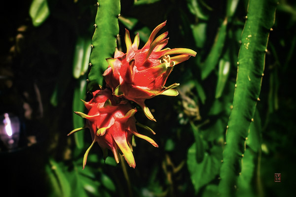 量天尺花 Dragonfruit Flower