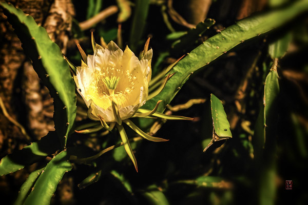 量天尺花 Dragonfruit Flower