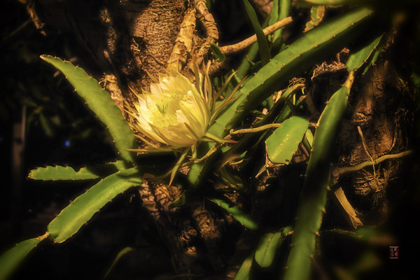 量天尺花 Dragonfruit Flower