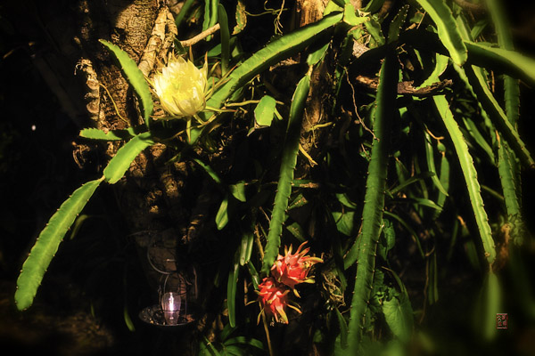 量天尺花 Dragonfruit Flower
