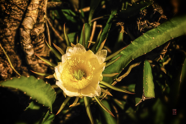 量天尺花 Dragonfruit Flower