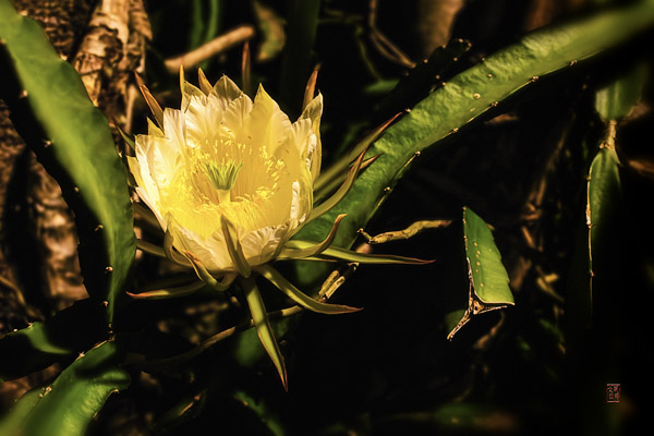 量天尺花 Dragonfruit Flower