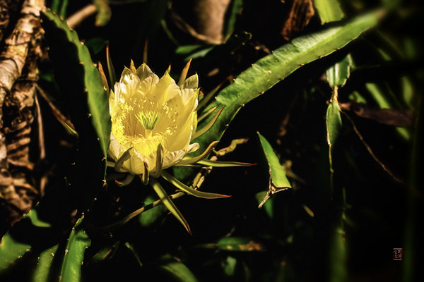 teaser image for Dragonfruit Flower slides
