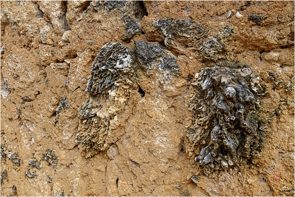 石屏化石村 Shiping Fossil Village