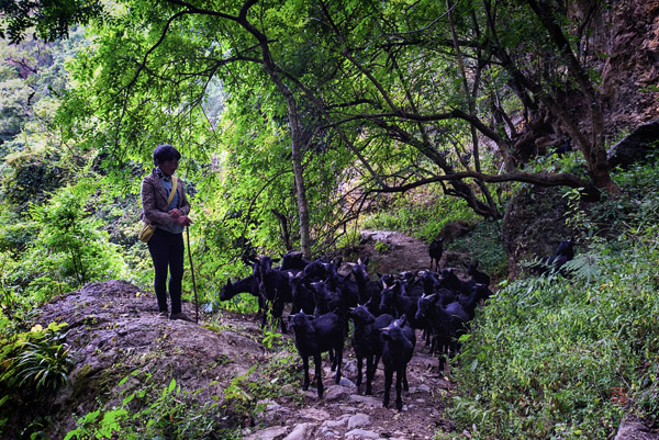 Weishan Lingyan Temple 巍山灵岩寺