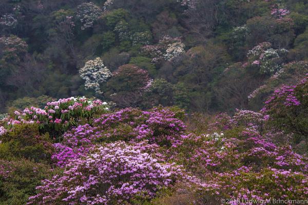 Azaleas of Horse Ear Mountain