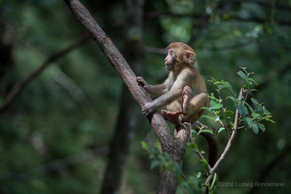 Shibaoshan Monkeys